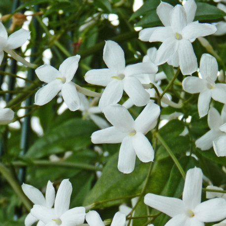 Jasminum officinale
