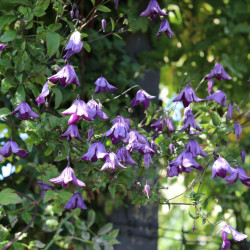 Clematis viticella
