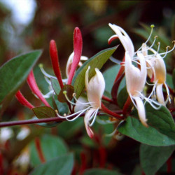 Lonicera japonica var. chinensis