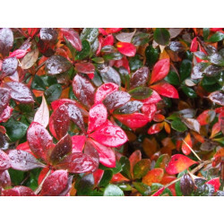 Berberis x media 'Red Jewel'*