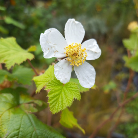 Rubus 'Benenden'*