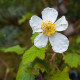 Rubus 'Benenden'*