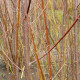 Salix exigua