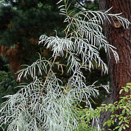 Salix exigua