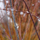 Salix acutifolia 'Blue Streak'
