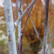 Salix acutifolia 'Blue Streak'
