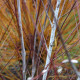 Salix acutifolia 'Blue Streak'