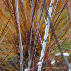 Salix acutifolia 'Blue Streak'