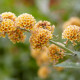 Buddleja x weyeriana 'Sungold'