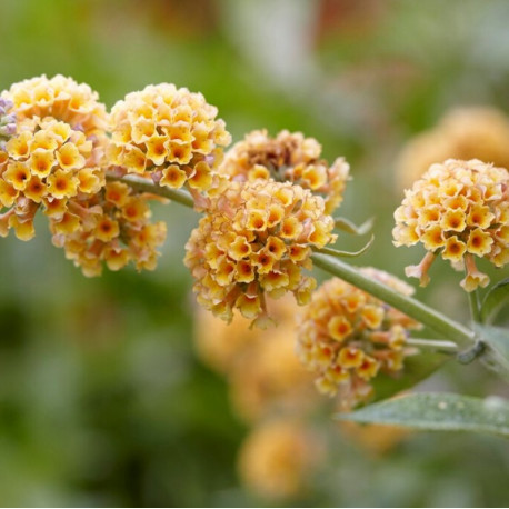 Buddleja x weyeriana 'Sungold'