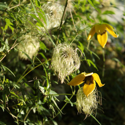Clematis tangutica