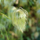 Clematis tangutica