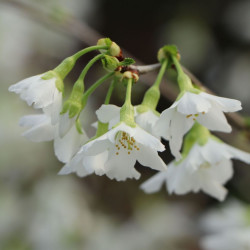 Prunus incisa f. yamadei