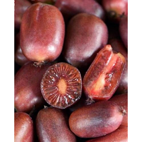 Actinidia arguta 'Ken's Red'
