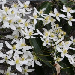 Clematis armandii