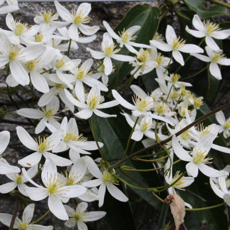 Clematis armandii