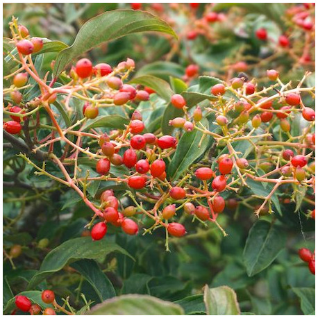 Viburnum x hillieri 'Winton'