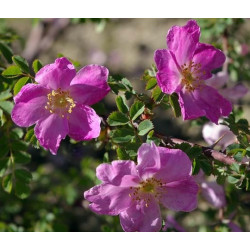 Rosa willmottiae