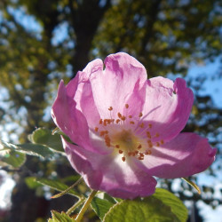 Rosa arkansana var. suffulta