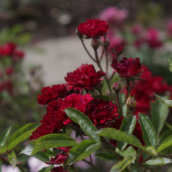 František Valášek