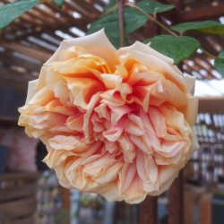 Mme Emilie Souffrain