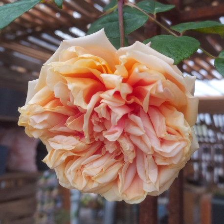 Mme Emilie Souffrain