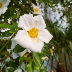 Rosa laevigata