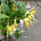 Lonicera similis var. delavayi