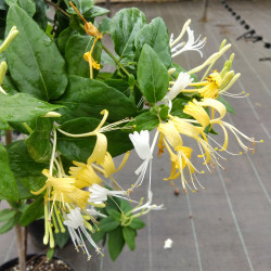 Lonicera similis var. delavayi