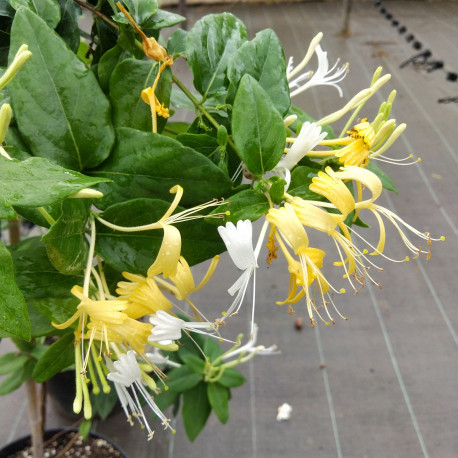Lonicera similis var. delavayi
