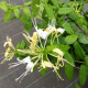 Lonicera similis var. delavayi