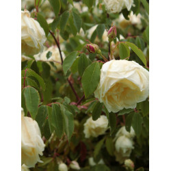 Rosa x odorata 'Ochroleuca'
