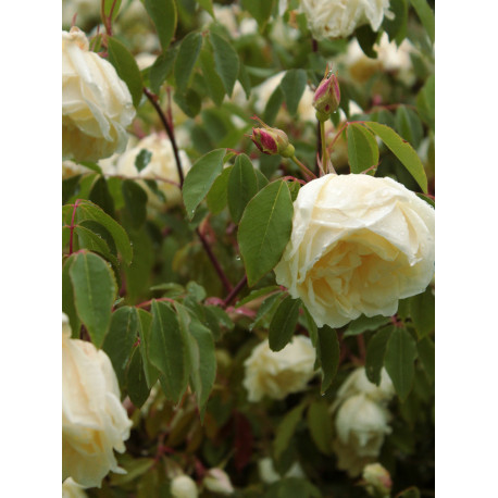 Rosa x odorata 'Ochroleuca'