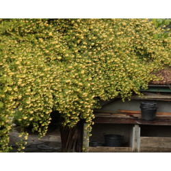 Rosa banksiae var. banksiae f. lutea