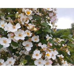 Rosa rubus var. nudescens