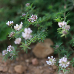 Dorycnium pentaphyllum subsp. germanicum