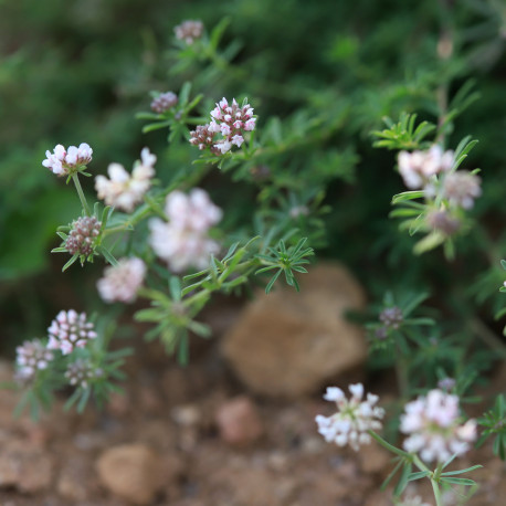 Dorycnium pentaphyllum subsp. germanicum