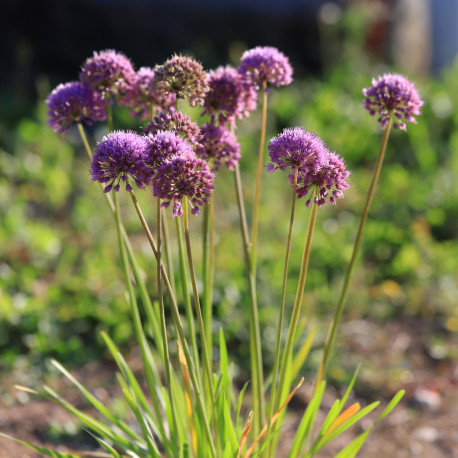 Allium 'Millenium'®