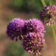 Allium 'Millenium'®