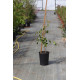 Crataegus succulenta 'Long Thorn'
