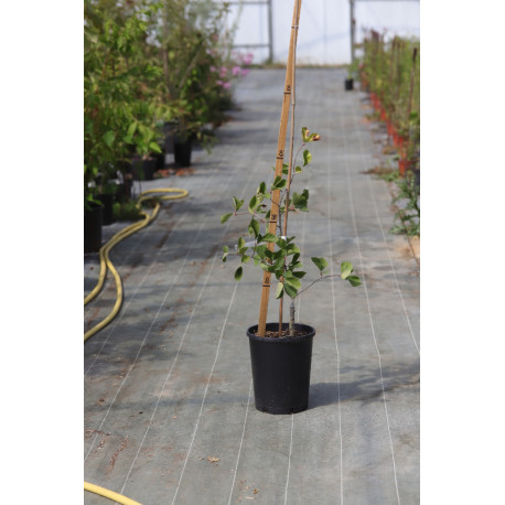 Crataegus succulenta 'Long Thorn'