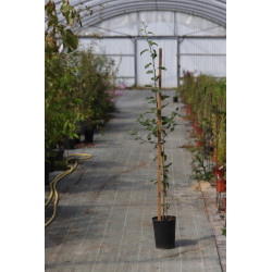 Malus florentina