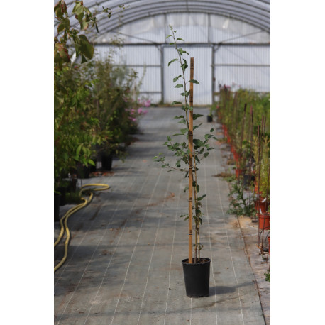 Malus florentina