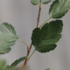 Malus florentina