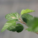 Malus florentina
