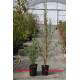 Malus doumeri