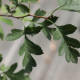 Crataegus pinnatifida