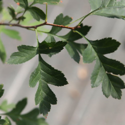 Crataegus pinnatifida