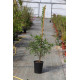Crataegus pinnatifida