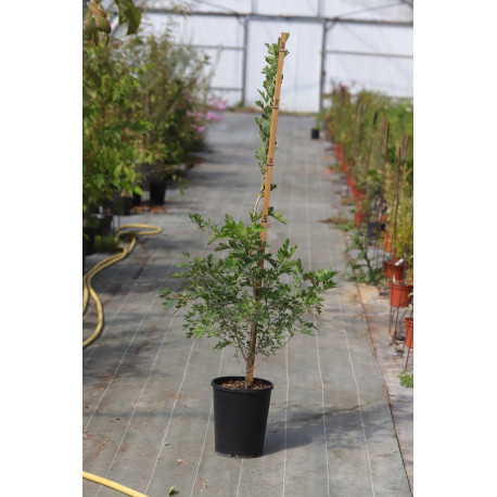 Crataegus pinnatifida